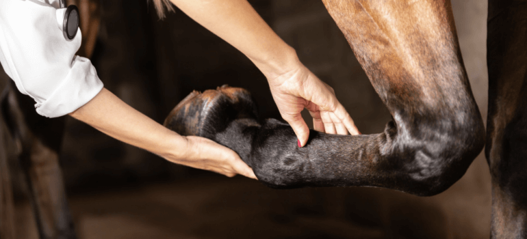 Five things you didn’t know about DMSO use on Horses