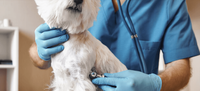 DMSO in Veterinary Medicine: A Comprehensive Guide to Animal Health Treatment Options
